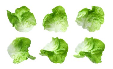 Tereyağlı marul yapraklarıyla bembeyaz.