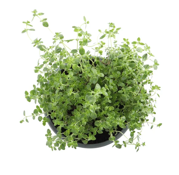 Aromatic Green Thyme Pot Isolated White Top View — Stock Photo, Image