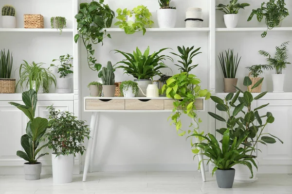 Plantas Interior Verdes Maceta Mesa Estantes Interior — Foto de Stock