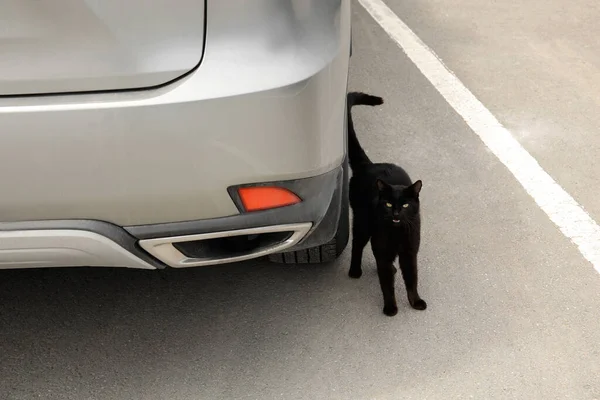 Black cat near car outdoors. Superstition of bad luck