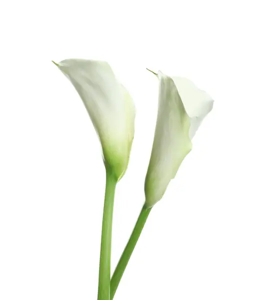 Schöne Calla Lilie Blumen Auf Weißem Hintergrund — Stockfoto