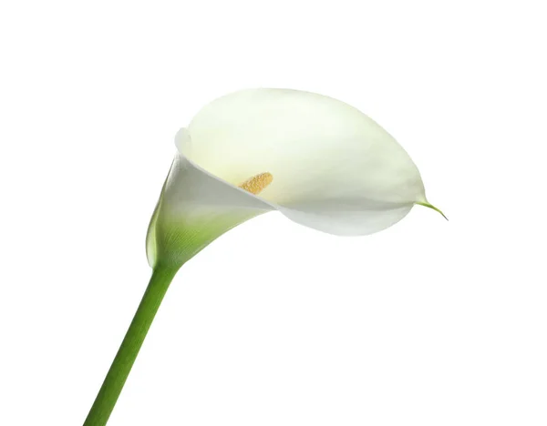 Indah Bunga Lili Calla Terisolasi Pada Putih — Stok Foto
