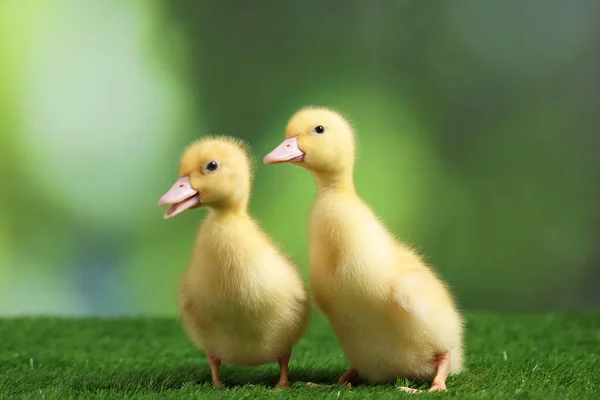 Cute Fluffy Ducklings Artificial Grass Blurred Background Closeup Baby Animals — Stock Photo, Image