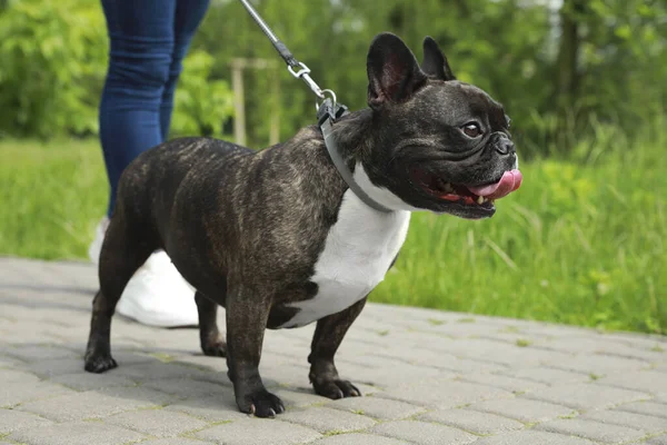 Güzel Fransız Bulldog 'uyla gezen bir kadın, yakın plan.