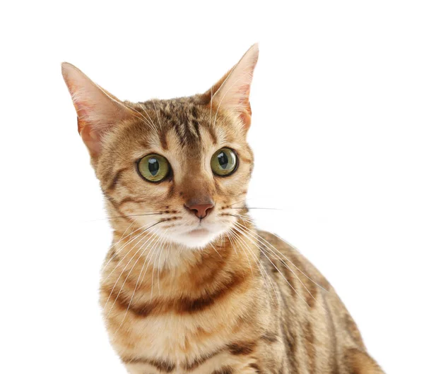 배경에 귀여운 벵골어 고양이 사랑스러운 — 스톡 사진