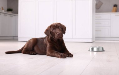 Labrador Retriever marka şirin bir köpek yavrusu. Kapalı alanda yemek kasesinin yanında. Sevimli hayvan