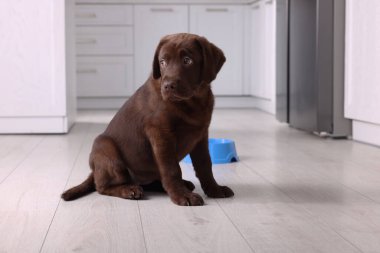 İçeride yerde şirin bir çikolata Labrador Retriever köpeği var. Sevimli hayvan