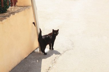 Kara kedi güneşli bir günde dışarıda, mesaj için yer var. Kötü şansın batıl inancı.