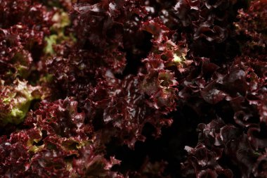 Arka plan olarak taze kırmızı mercan marulu, yakın plan