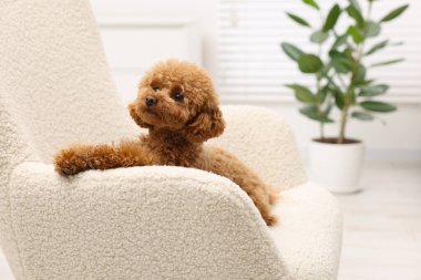 Evdeki koltukta dinlenen sevimli Maltipoo köpeği, mesaj için yer. Sevimli hayvan