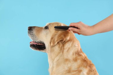 Açık mavi arka planda şirin Labrador Retriever köpeğini fırçalayan kadın, yakın plan.