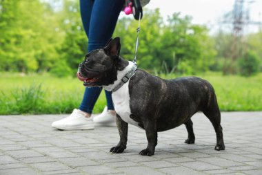 Güzel Fransız Bulldog 'uyla gezen bir kadın, yakın plan.