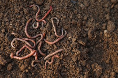 Islak toprakta bir sürü solucan, üst manzara. Metin için boşluk