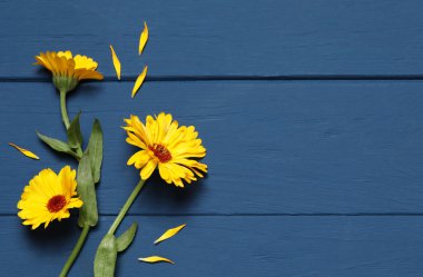 Mavi ahşap masadaki güzel taze takvim çiçekleri, düz yatıyordu. Metin için boşluk