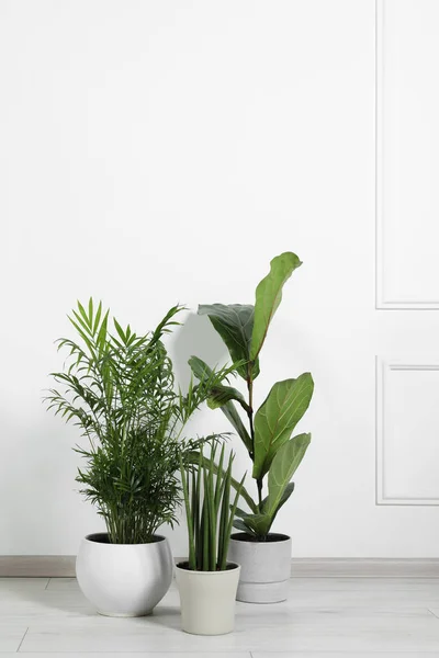 Many Different Houseplants Pots Floor White Wall Indoors Space Text — Stock Photo, Image