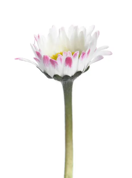 Beautiful Bellis Perennis Daisy Flower Isolated White — Stock Photo, Image
