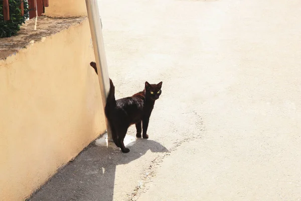 Kara kedi güneşli bir günde dışarıda, mesaj için yer var. Kötü şansın batıl inancı.