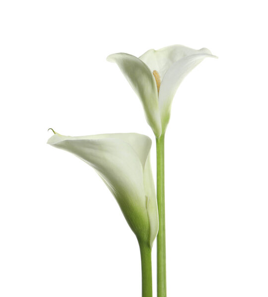 Beautiful calla lily flowers on white background