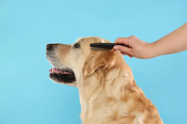 Vrouw Borstelen Schattig Labrador Retriever Hond Lichtblauwe Achtergrond Close — Stockfoto