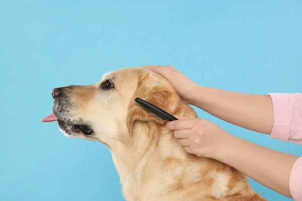 Açık Mavi Arka Planda Şirin Labrador Retriever Köpeğini Fırçalayan Kadın — Stok fotoğraf