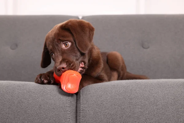 Cute chocolate Labrador Retriever puppy with toy on sofa indoors. Lovely pet