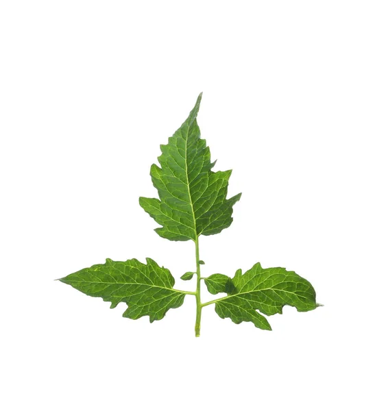 白に分離されたチェリートマトの新鮮な緑の葉 — ストック写真