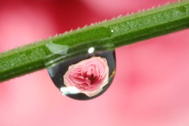 Pembe arka planda yeşil gövdeye su damlasının içinden yansıyan güzel çiçek. Makro fotoğrafçılık