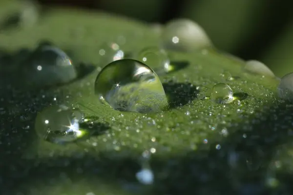 緑の葉に水が落ちる マクロビュー — ストック写真