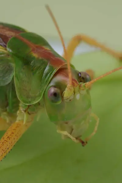 Küçük Yeşil Çekirge Böceğin Makro Fotoğrafçılığı — Stok fotoğraf