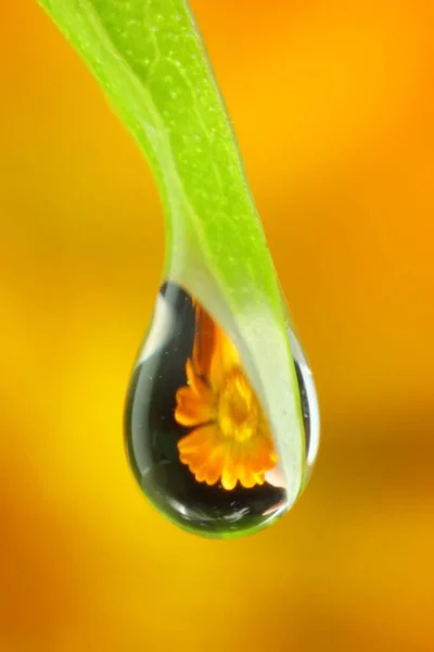 Piękny Kwiat Odbity Wewnątrz Kropli Wody Zielonym Liściu Tle Koloru — Zdjęcie stockowe