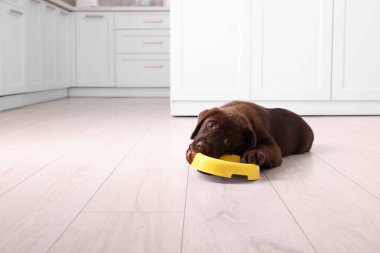 Tatlı çikolatalı Labrador Retriever köpeği mutfakta yerde yemek kabını kemiriyor, mesaj için yer var. Sevimli hayvan