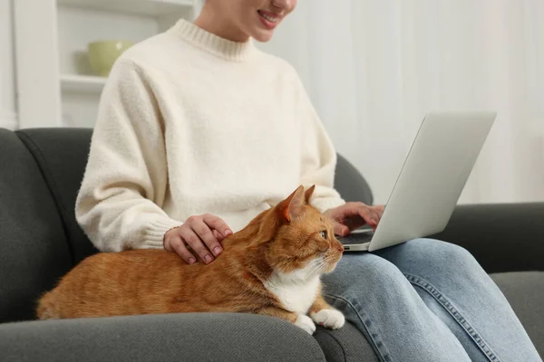 与笔记本电脑一起工作 在沙发上爱抚可爱猫的女人 特写镜头 — 图库照片