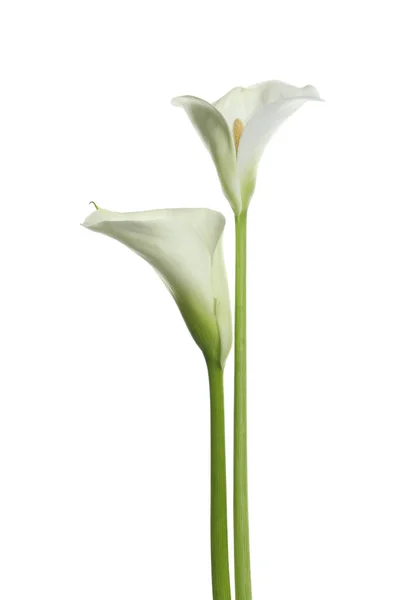 白色背景上美丽的百合花 — 图库照片