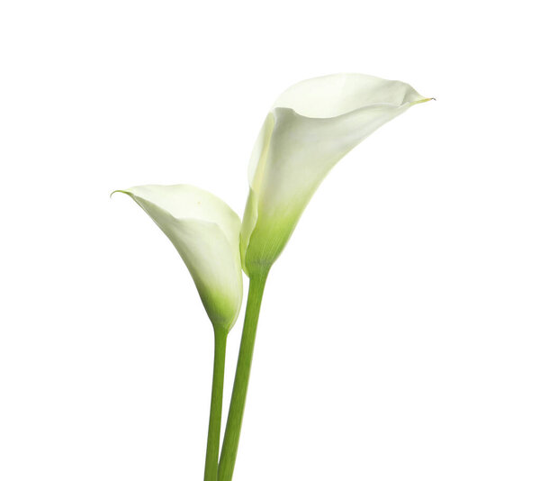 Beautiful calla lily flowers on white background