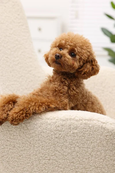 Cute Maltipoo dog resting on armchair at home. Lovely pet