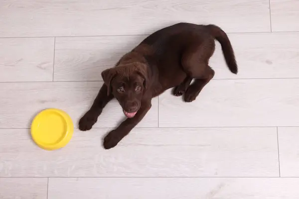 Cute chocolate Labrador Retriever puppy near feeding bowl on floor indoors, top view. Lovely pet