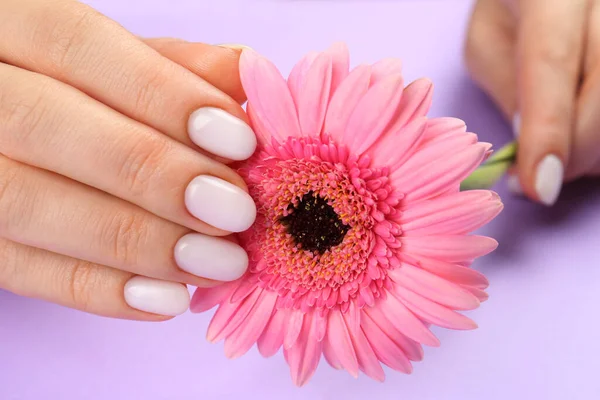 Frau Mit Weißem Lack Auf Nägeln Hält Blume Auf Violettem — Stockfoto