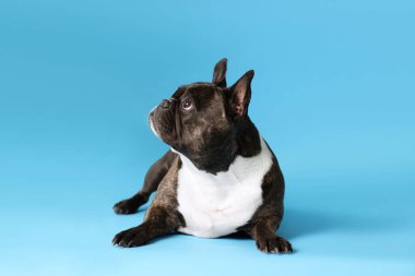 Açık mavi arka planda sevimli Fransız Bulldog 'u. Sevimli hayvan
