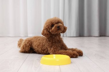 Cute Maltipoo dog near feeding bowl indoors. Lovely pet clipart