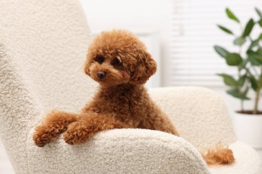 Evdeki koltukta dinlenen sevimli Maltipoo köpeği. Sevimli hayvan