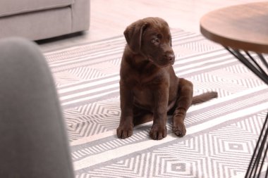 Evde halının üzerinde şirin bir Labrador Retriever köpeği var. Sevimli hayvan