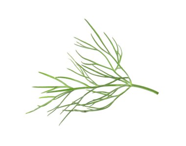 Bir filiz taze dereotu beyazda izole edilmiş.