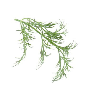 Bir filiz taze dereotu beyazda izole edilmiş.