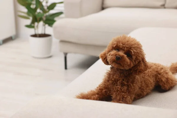 stock image Cute Maltipoo dog resting on comfortable sofa at home, space for text. Lovely pet