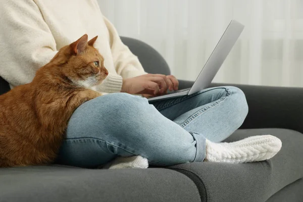 在家里用笔记本电脑工作的女人 特写镜头 可爱的猫坐在靠近主人的沙发上 — 图库照片