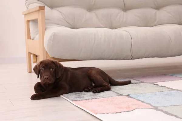 Cute chocolate Labrador Retriever puppy on rug at home. Lovely pet