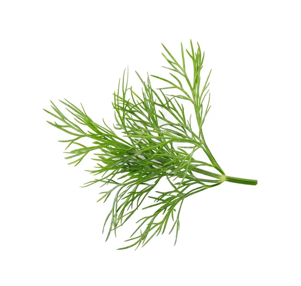 Sprig Fresh Dill Isolated White Top View — Stock fotografie