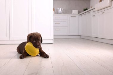 Tatlı çikolatalı Labrador Retriever köpeği mutfakta yerde yemek kabını kemiriyor, mesaj için yer var. Sevimli hayvan