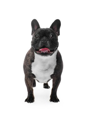 Beyaz arka planda sevimli Fransız Bulldog 'u. Sevimli hayvan