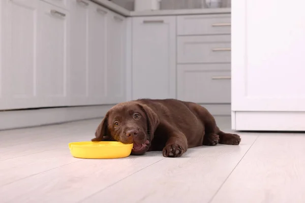 Cute chocolate Labrador Retriever puppy with feeding bowl on floor indoors. Lovely pet